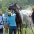 Keep Your Horse Cool: Tips for Summer Riding
